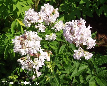 Saponaria officinalis 'Plena'